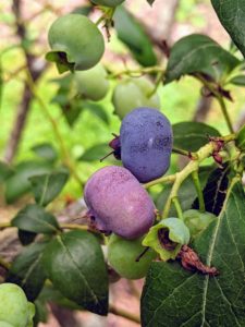 Blueberries are about five to 16 millimeters large with a flared crown at the end. They are pale greenish at first, and then reddish purple and finally dark purple-blue when ripe for picking.