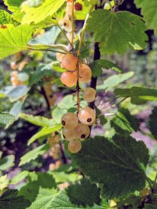 These white currants add flavor and texture to sauces, liquors, jams, jellies, and syrups.