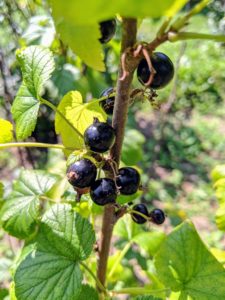 The best time to pick black currants is when they are dry and ripe. The varieties of black currants in my garden include ‘Ben Sarek’ and ‘Ben Lomond.’
