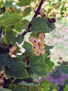 White currants are sweet and tart with floral undertones. Although the fruits are the primary source of food from the plant, the leaves, and tender, young shoots are also edible.