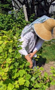 This day was quite warm and humid. Sanu makes sure she wears a wide-brimmed hat to protect herself from UV rays while picking.