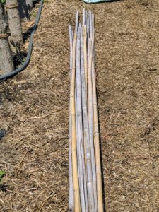 Once it is time to replace the shorter stakes, we bring out the eight-foot bamboo poles. Bamboo canes are easy to buy in bulk and can be found in a variety of sizes. Never use chemically treated wood or other material for staking climbers, as the chemicals would likely run off and go into the soil.