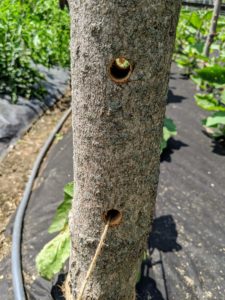 The holes all face across the beds width-wise. Chhiring secures four upright wooden supports along each row of plants and then threads the twine through the holes, starting at the bottom.