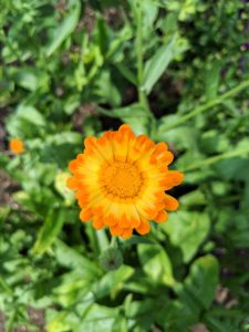 Calendula has daisy-like bright orange or yellow flowers and pale green leaves. Commonly called the pot marigold, Calendula officinalis, the calendula flower is historically used for medicinal and culinary purposes.
