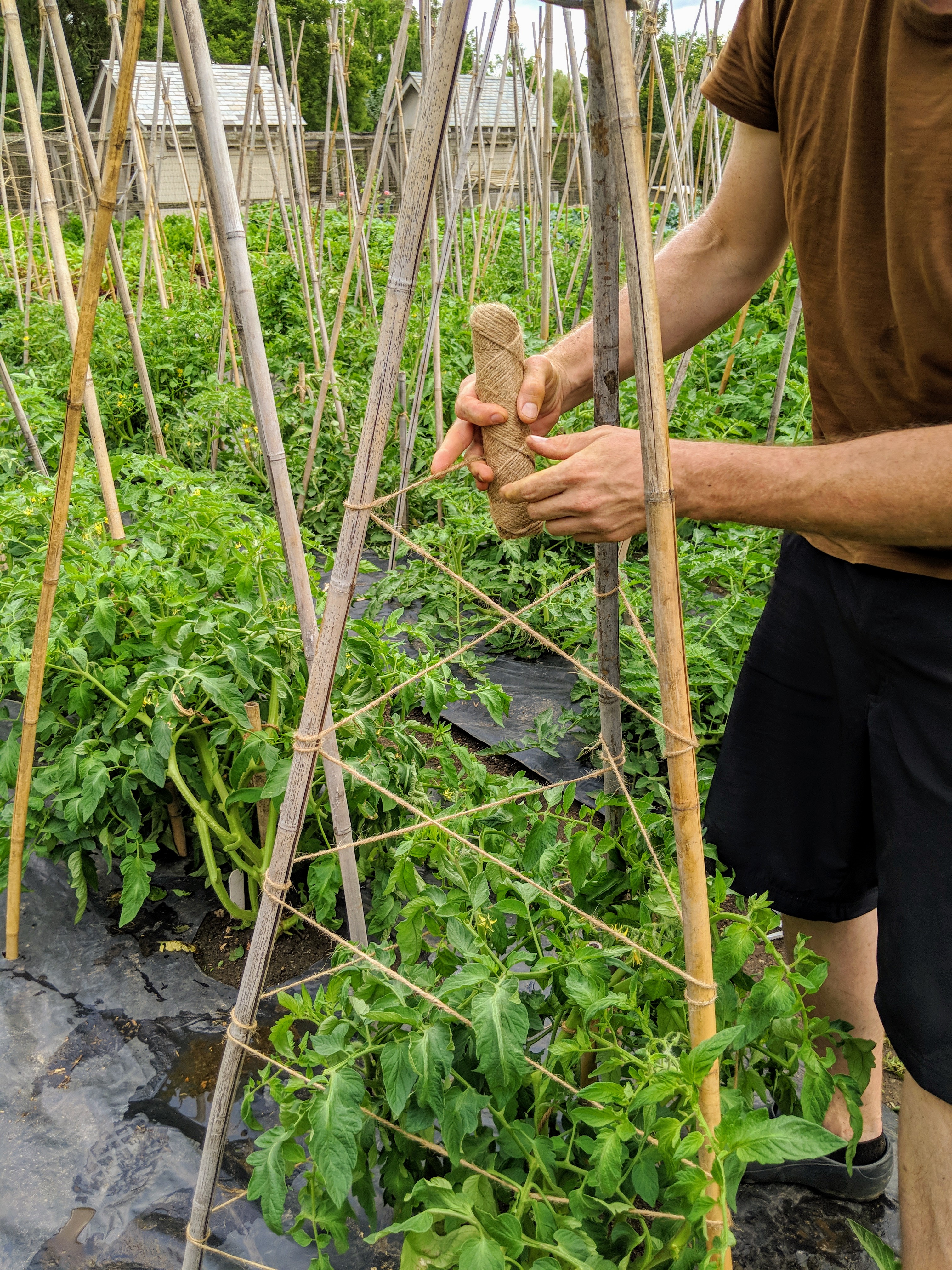 Supporting the Growing Tomato Plants at the Farm - The Martha Stewart Blog