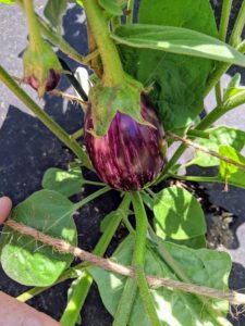 And here is one of our first eggplants of the season - 'Calliope'. a small white and purple variegated, oval variety. I am so pleased with how our vegetables grow - I can't wait to harvest more of nature's bounty.