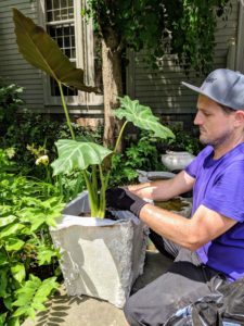 Ryan plants a number of antique pots on the stone wall outside the carport. Remember, whenever planting in an antique container, first line it with a plastic bag to protect the valuable and porous material.