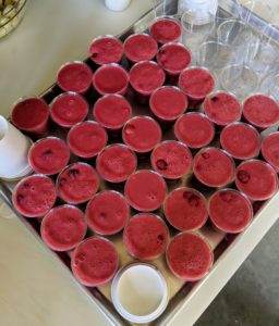 The puree, with some added whole berries and sugar, is poured into four-ounce cups and then into the freezer.