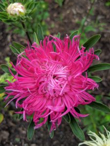 I grow many different asters. Asters are also called Starworts, Michaelmas Daisies, or Frost Flowers. They need little in the way of maintenance – they just need deadheading for more blooms the following season.