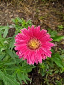 And here is one of many gerbera daisies in the garden. Gerbera daisies are commonly grown for their bright and cheerful daisy-like flowers. They originate from South Africa and come in various sizes and colors including pink, yellow, salmon, orange and white, with flower sizes anywhere from two to five inches across.