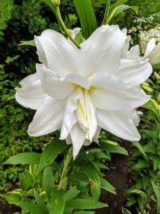 Here is a double flower form lily that is more than six inches across.