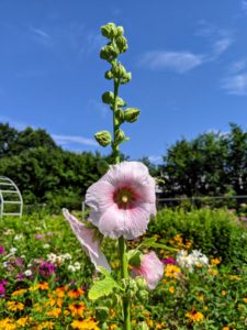 This is Alcea rosea, also known as the hollyhock. These plants can reach five to eight-feet tall and up to about four feet across.