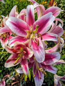 And of course, here is one of many lilies. I also have lilies along the winding pergola, outside my Winter House kitchen, in the sunken garden behind my Summer House and right in front of my main greenhouse. My collection of lilies is a combination of Oriental, Asiatic, trumpet, and Orienpet lilies.