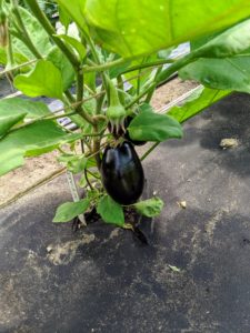 We also harvested several eggplants. I like to pick them when they’re smaller. This one is a perfect size.