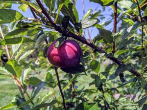 This is a plum - almost soft enough to pick. My plum varieties include ‘Green Gage’, ‘Mount Royal’, ‘NY9’, and ‘Stanley’.