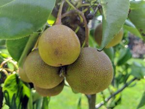 I also planted many types of Asian pear, Pyrus pyrifolia, which is native to East Asia. These trees include Hosui, Niitaka, Shinko, and Shinseiko.