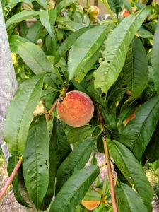 Some of the peach varieties have a red tinge to the skin. This peach will be ready in a few days.