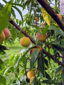 These trees are filled with peaches. Growing peach trees are self-fruitful, which means the pollen from the same flower or variety can pollinate the tree and produce fruit, so you only have to plant one. I have more than 15-peach trees in this orchard.