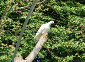 This white bird is a Homer – among the most famous pigeon breeds. Homers come in a variety of colors and have a remarkable ability to find their way home from very long distances.