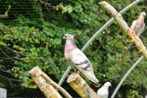 Fancy pigeons are domesticated varieties of the wild rock dove, bred by pigeon fanciers for size, shape, color, and behavior.