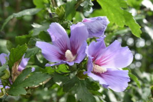 Rose of Sharon is valued for its tight form and large blossoms in shades of blue, lavender, pink, and white - providing a lovely show of color when few other plants are in bloom.