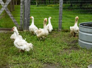 Geese are very good to have around the coop. Thanks to their honks, geese make excellent guardians for my chickens. They can scare off any animals that would otherwise bother the hens, and they are known to be great at spotting aerial predators, such as hawks and falcons.