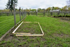 I have always had a separate hutch for my geese, but now that they are growing so big, I decided it was time to build them a bigger enclosure in the largest part of my chicken yard. Here are the first ground pieces for the frame. It measures about 13-feet by five-feet.