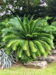 There were also many, many different cycads. Cycads are an ancient group of seed plants with a crown of large compound leaves and a stout trunk.