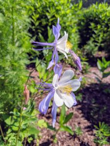 Many flowers are still in bloom, but some of the other seeds we saved include these columbines. The columbine plant, Aquilegia, is an easy-to-grow perennial that blooms in a variety of colors during spring. The bell-shaped flowers are a favorite to hummingbirds and may be used in cut-flower arrangements as well. The most striking feature of columbine flowers is the collection of five backward-projecting spurs. Each spur is a petal that has developed into what appears to be a tall, slender, hollow hat. At the very top of each spur, inside, is a gland producing sweet nectar.