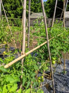 Because the vines also get very heavy as the fruits grow and develop, we added bamboo crossbars along the entire length of each row to add even more support.