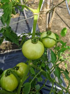 'Skyway' tomatoes have attractive, red, moderately ribbed, eight to 12-ounce fruits with excellent flavor and quality.