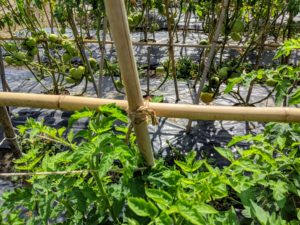 Securing the tomato plants is a time-consuming process, but very crucial to good plant growth and performance.