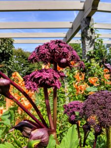 Angelica gigas bloom from summer to fall showing off their deep burgundy colors. It looks great in this garden against the bright orange colored tiger lilies.