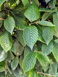 The European hornbeam is related to the beech tree, with a similar leaf shape. On the hornbeam, the leaves are actually smaller and more deeply furrowed than beech leaves. They become golden yellow to orange before falling in autumn.