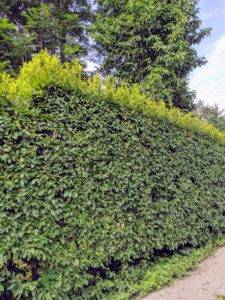Here, the front of the hedge is trimmed - it's looking better already. Carpinus betulus is a hornbeam native to Western Asia and central, eastern and southern Europe, including southern England. Because of its dense foliage and tolerance to being cut back, this hornbeam is popularly used for hedges and topiaries.