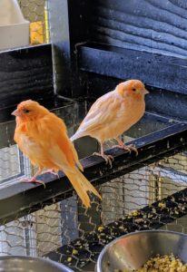 Canaries are generally good-natured, social creatures. Healthy canaries will always have clear, bright eyes, clean, smooth feathers and curious, active dispositions.