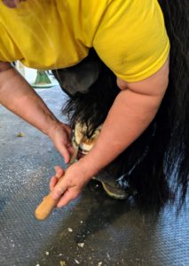 Once the shoe was off, Linda cleans the bottom of the hoof and removes any debris. Downward strokes from heel to toe are always recommended. Linda is always careful around the frog, the triangular portion in the middle of the hoof which is very sensitive.