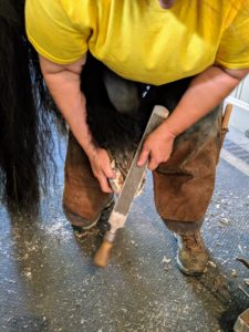Next, Linda uses a rasp, or a horse-sized file, to flatten and level the sole, and file away any uneven spots on the bottom of the hoof.