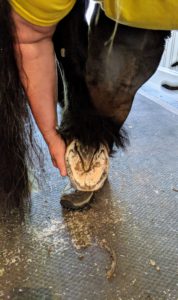 This is the hoof after the shoe was removed, and the area was cleaned of dirt and debris.