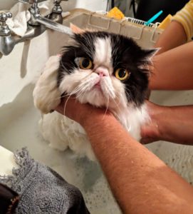 Bath time takes place on the other side of the room. I have two large, deep enameled sinks there, which are good for soaping and rinsing. In general, cats are skittish about water. The key is to make it a gentle and positive experience.