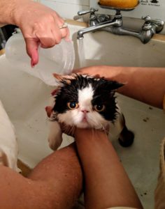 Always use a good quality shampoo specifically made for pets. The shampoo should be diluted in a container of warm water. Enma gently combs Tang’s head and is careful not to get the face wet. Cats do not like getting water in their nasal passages. After cleaning one area at a time, including tail and legs, fresh lukewarm water is poured over Tang’s body to remove all the shampoo. Removing all traces of shampoo is crucial to prevent skin irritation.