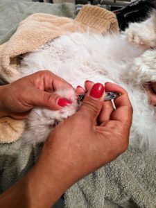 She trims Tang's nails using a regular nail clipper for humans - pet nails grow very quickly.