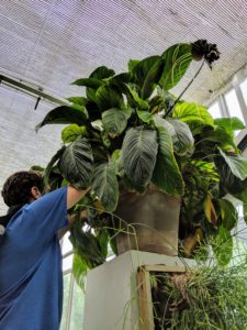 There's also a lot of cleanup going on in the greenhouse. Here's Ryan removing the dead leaves from this Bat Plant.
