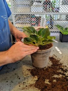 Once again, Ryan tamps down the soil surrounding the plant. When keeping African violets, try to provide them with at least 50 to 60 percent humidity.