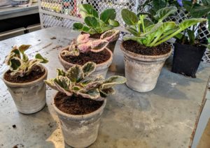 All five of these new African violets are now potted up and ready to move into the greenhouse. African violet plants are picky about water, so take extra care - always use room temperature water and water at the base. Never splash the foliage; just a drop can cause foliar spots and damage. And only water when the soil feels less moist to the touch.