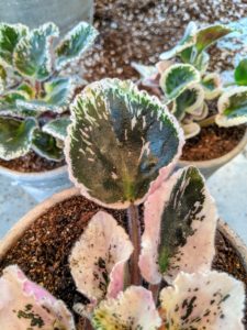 Here is a closer look at one of the variegated leaves of this 'Blueberry Ruffle'.