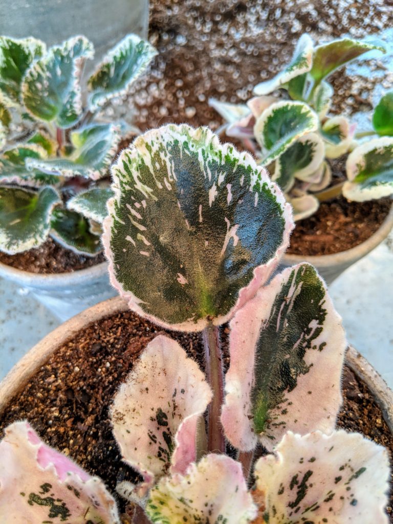 Potting African Violets - The Martha Stewart Blog