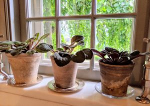 Be sure to keep your African violets away from any floor vents, fans, or entrance doors to avoid air drafts and bursts of cold air. Just a little bit of care will help maintain your African violets for years. What are your planting tips? Share them with me below.