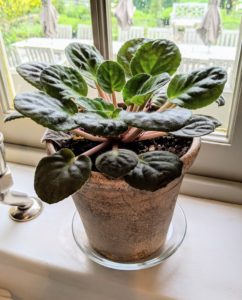 I have some African violets in my Winter House servery - these plants do well in this room because of the filtered light. African violet plants with dark green foliage usually need somewhat higher light levels than those with pale or medium green foliage.