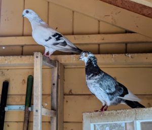 Pigeons also breed all year round with peak breeding periods in spring and summer.